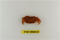 藏品(斑點擬相手蟹)的圖片